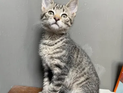 Gato raça SRD-ViraLata idade 2 a 6 meses nome Sem nome 