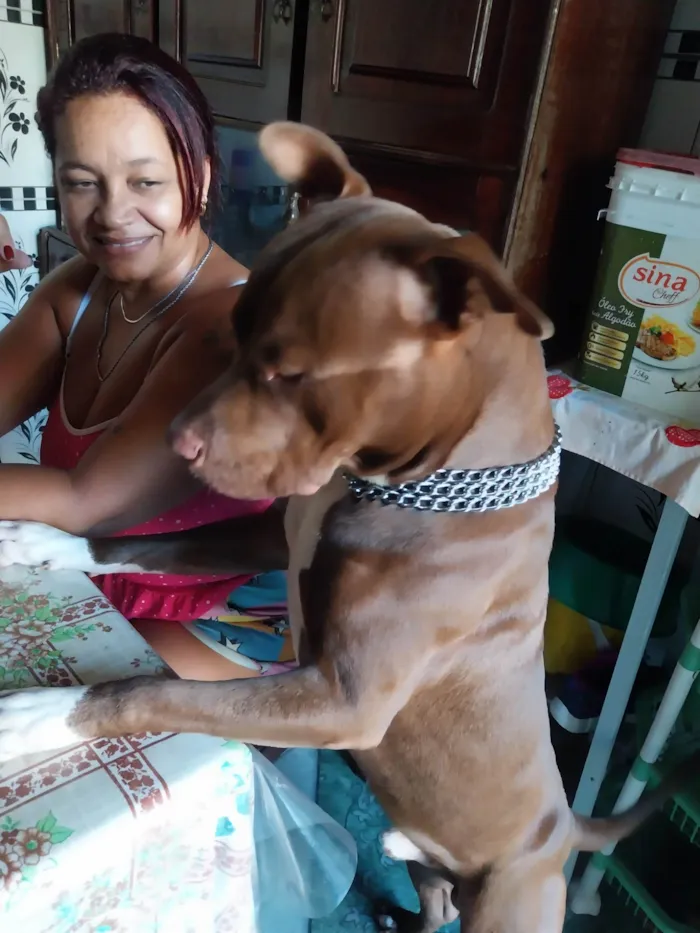 Cachorro ra a Pit-Bull idade 2 anos nome Jhack