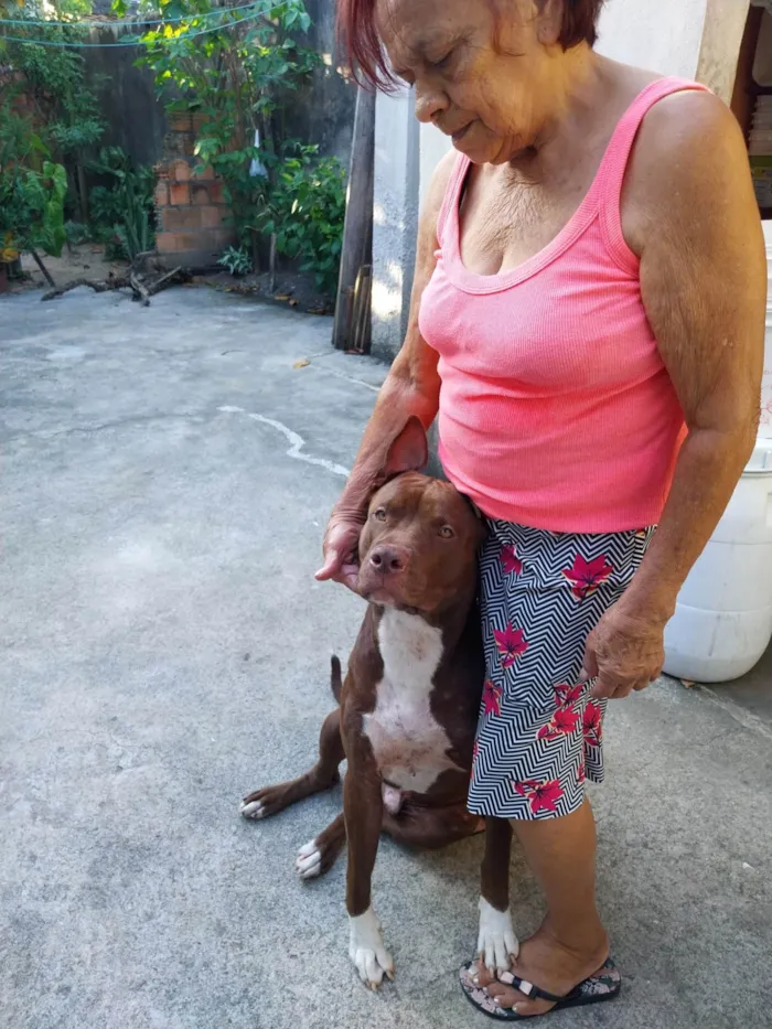 Cachorro ra a Pit-Bull idade 2 anos nome Jhack