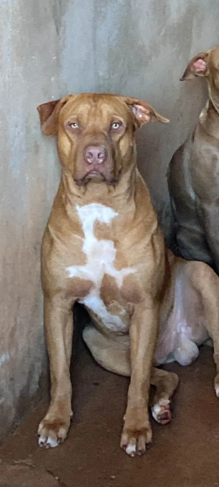 Cachorro ra a Pit-Bull idade 2 anos nome Duque 