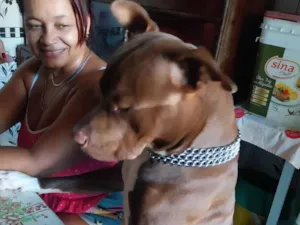 Cachorro raça Pit-Bull idade 2 anos nome Jhack