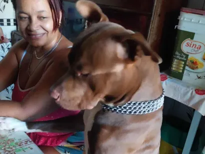 Cachorro raça Pit-Bull idade 2 anos nome Jhack