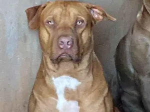 Cachorro raça Pit-Bull idade 2 anos nome Duque 
