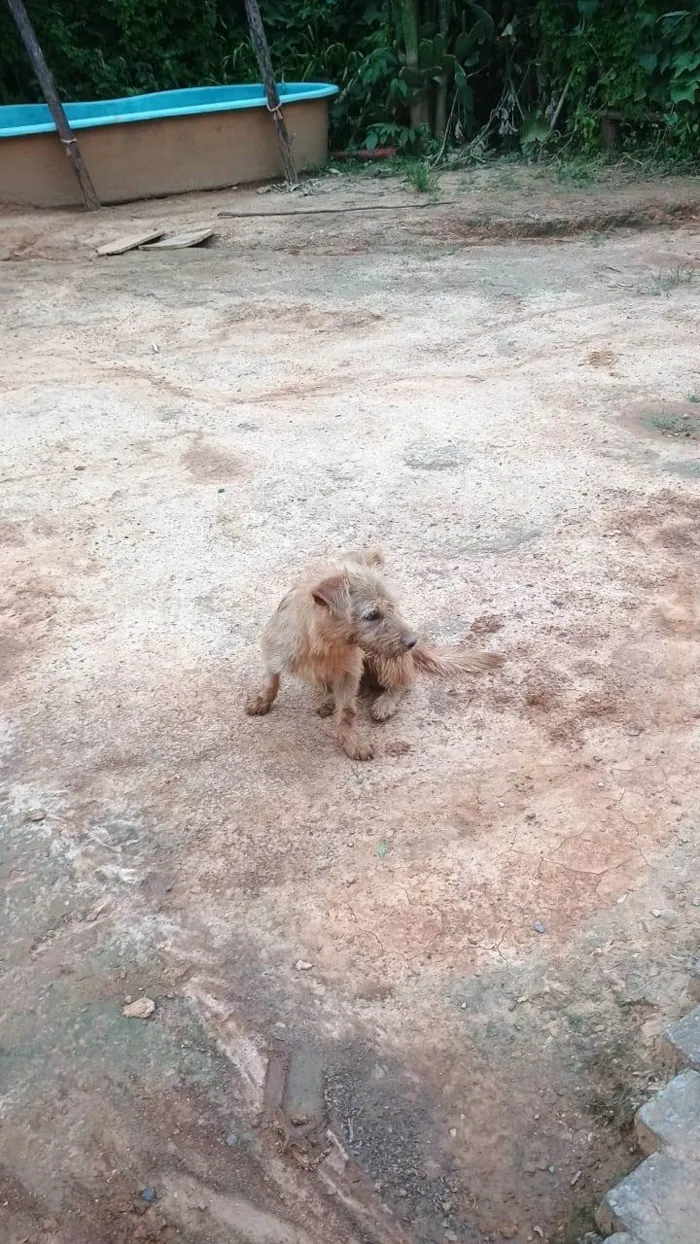 Cachorro ra a Poodle idade 2 anos nome Granola