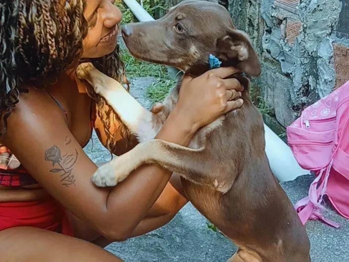 Cachorro ra a SRD-ViraLata idade 7 a 11 meses nome Caramelo