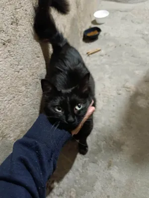 Gato raça SRD-ViraLata idade 2 a 6 meses nome Gatinha