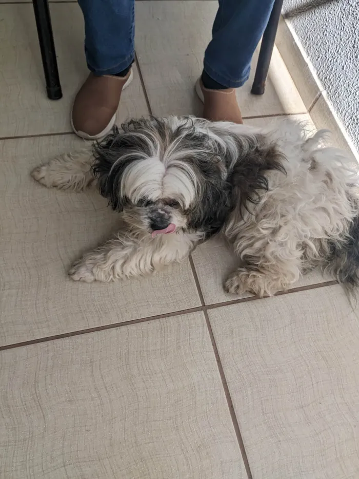 Cachorro ra a Shitzu idade 6 ou mais anos nome Bob