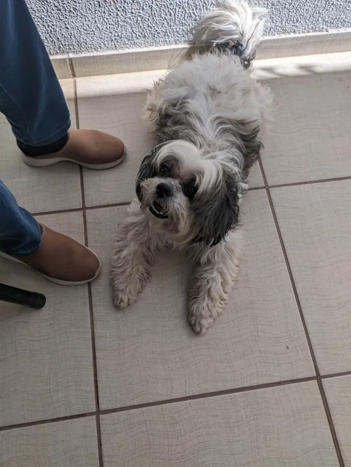 Cachorro ra a Shitzu idade 6 ou mais anos nome Bob