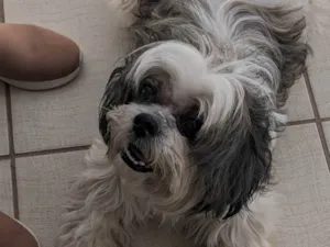 Cachorro raça Shitzu idade 6 ou mais anos nome Bob