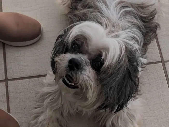 Cachorro ra a Shitzu idade 6 ou mais anos nome Bob