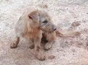 Cachorro raça Poodle idade 2 anos nome Granola