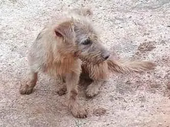 Cachorro ra a Poodle idade 2 anos nome Granola