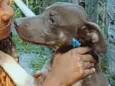 Caramelo