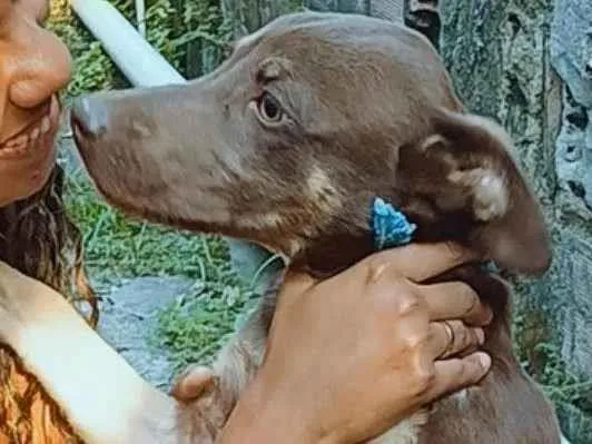 Cachorro ra a SRD-ViraLata idade 7 a 11 meses nome Caramelo