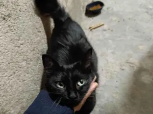 Gato raça SRD-ViraLata idade 2 a 6 meses nome Gatinha