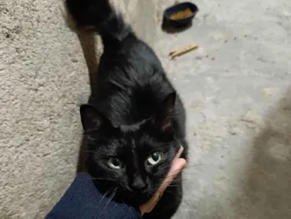 Gato raça SRD-ViraLata idade 2 a 6 meses nome Gatinha