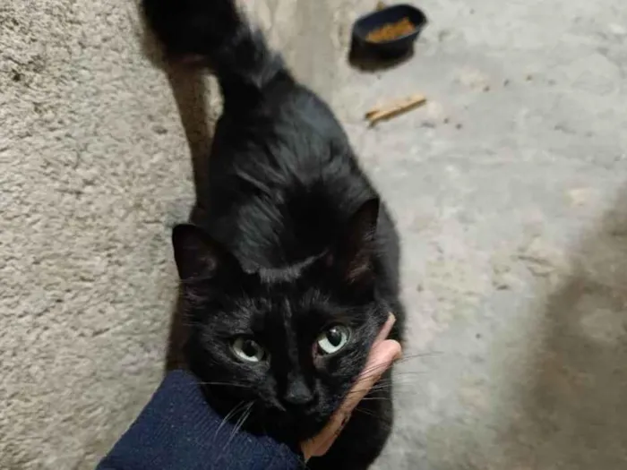 Gato ra a SRD-ViraLata idade 2 a 6 meses nome Gatinha