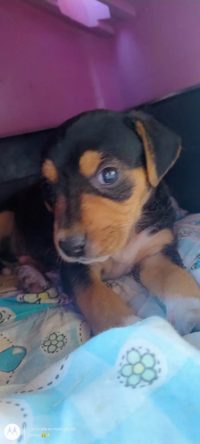 Cachorro ra a SRD-ViraLata idade Abaixo de 2 meses nome Não tem nome ainda