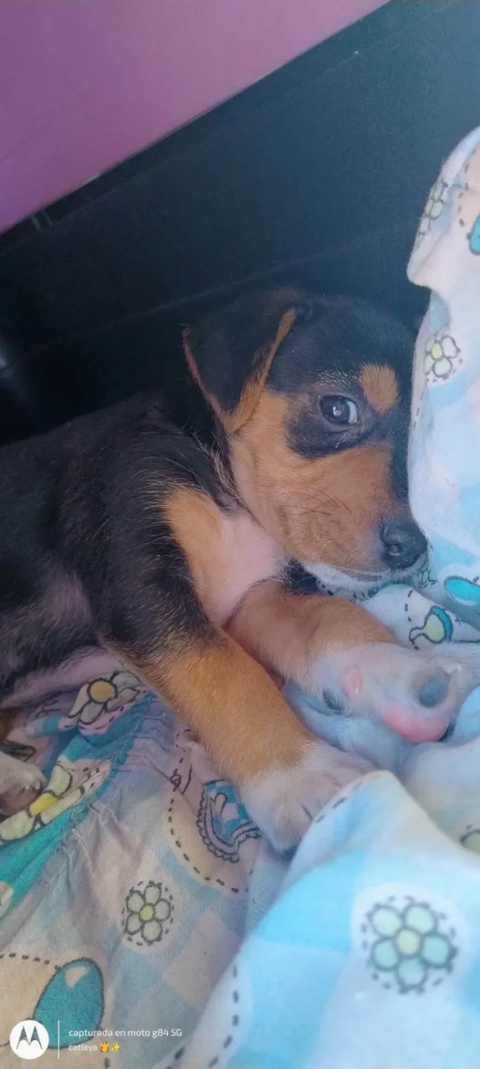 Cachorro ra a SRD-ViraLata idade Abaixo de 2 meses nome Não tem nome ainda