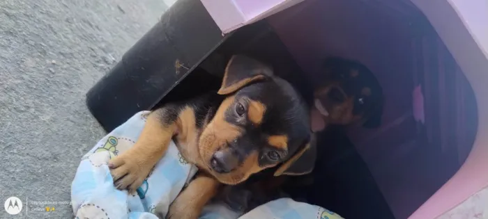 Cachorro ra a SRD-ViraLata idade Abaixo de 2 meses nome Não tem nome ainda