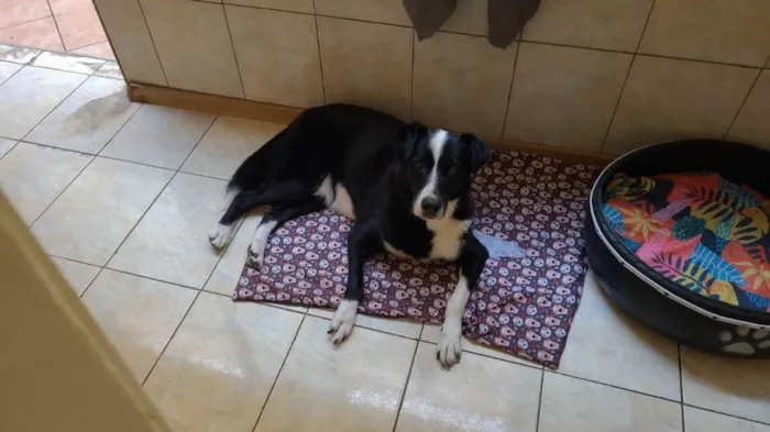Cachorro ra a SRD-ViraLata idade 6 ou mais anos nome Thor