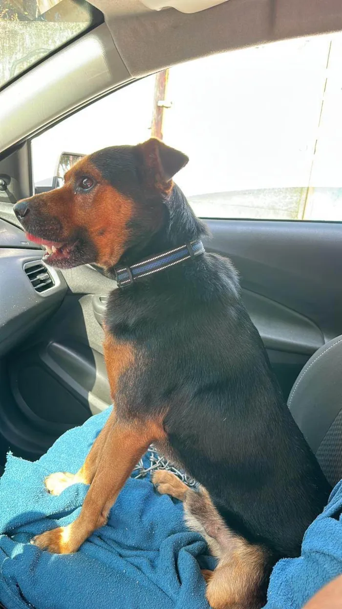 Cachorro ra a SRD-ViraLata idade 5 anos nome Betoven
