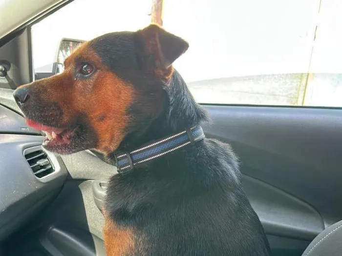 Cachorro ra a SRD-ViraLata idade 5 anos nome Betoven