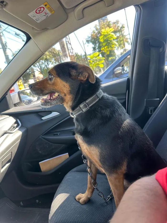 Cachorro ra a SRD-ViraLata idade 5 anos nome Betoven