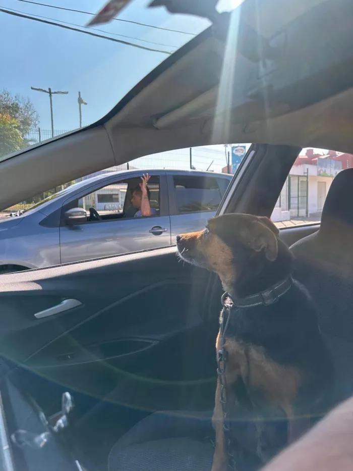 Cachorro ra a SRD-ViraLata idade 5 anos nome Betoven