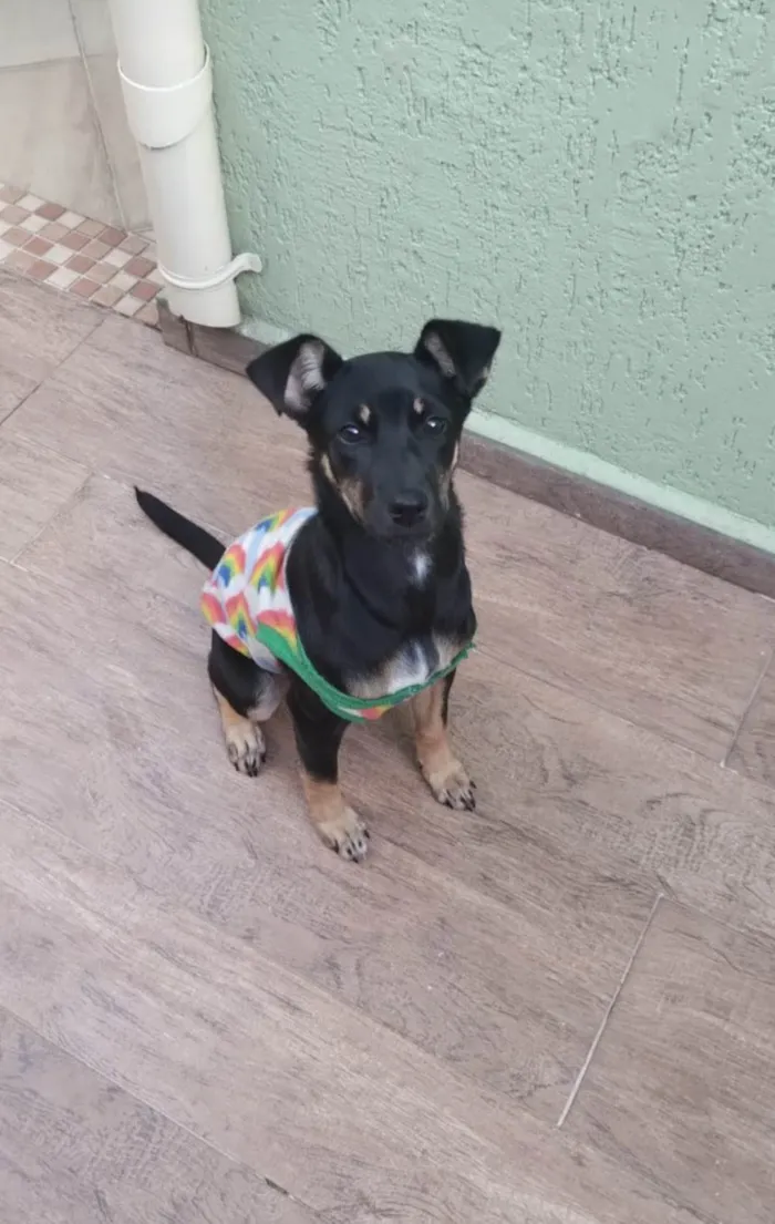 Cachorro ra a SRD-ViraLata idade 2 a 6 meses nome Nana
