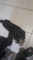 Chewbacca 