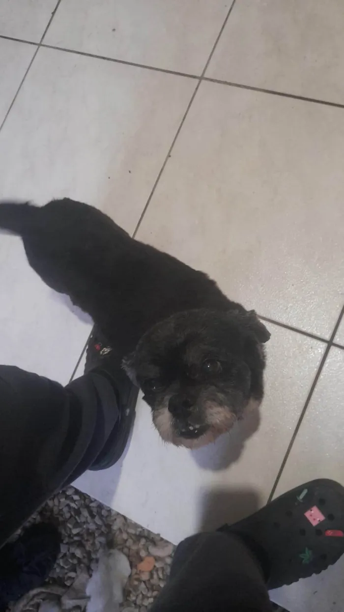 Cachorro ra a Shitzu idade 6 ou mais anos nome Chewbacca 