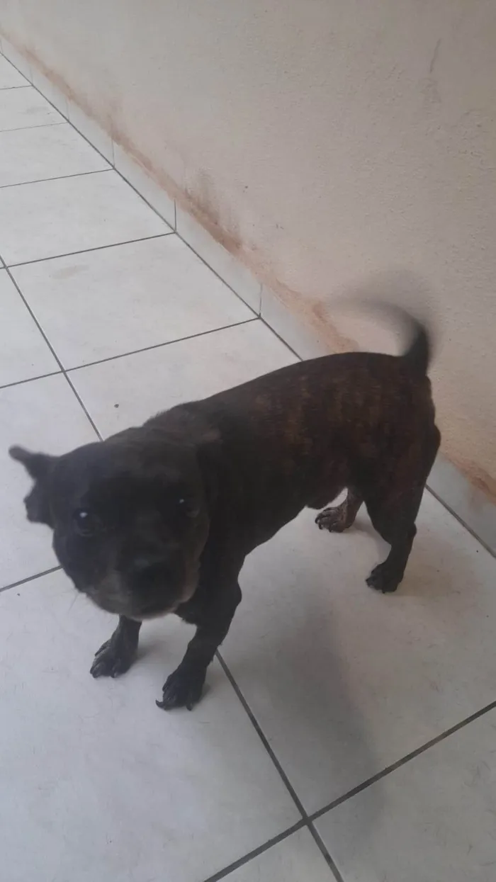 Cachorro ra a Shitzu idade 6 ou mais anos nome Chewbacca 