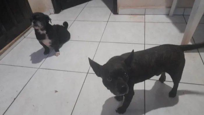 Cachorro ra a Shitzu idade 6 ou mais anos nome Chewbacca 
