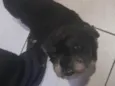 Chewbacca 