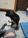 Pretinha