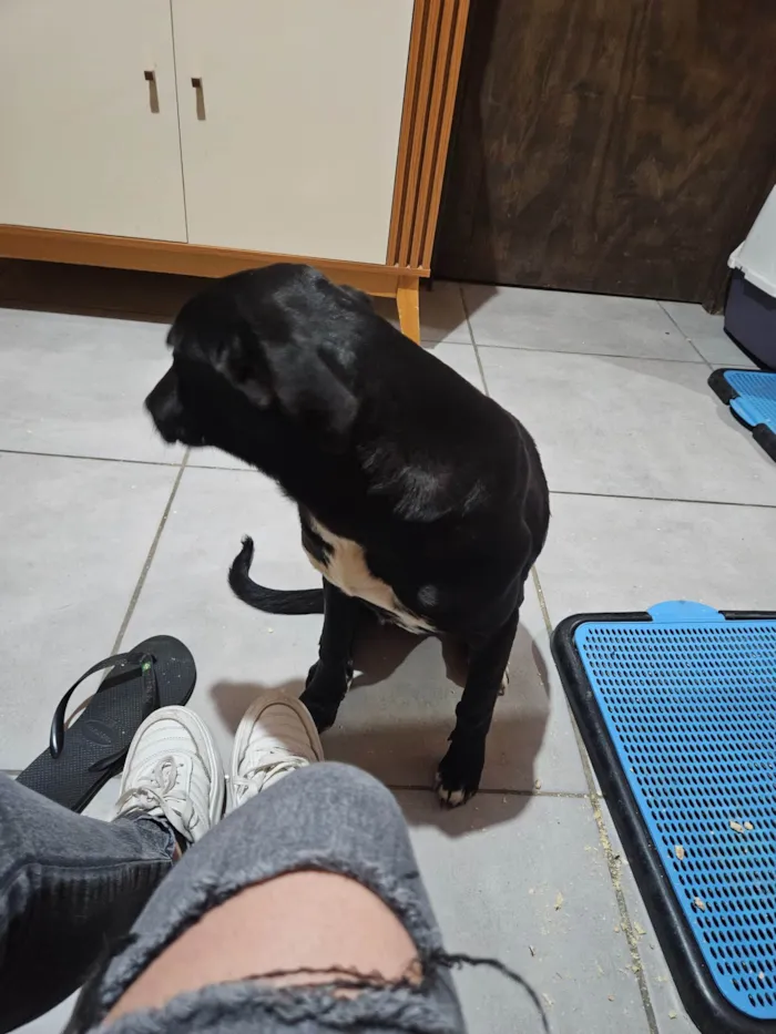 Cachorro ra a SRD-ViraLata idade 1 ano nome Pretinha
