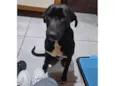 Pretinha