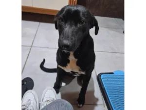 Cachorro raça SRD-ViraLata idade 1 ano nome Pretinha