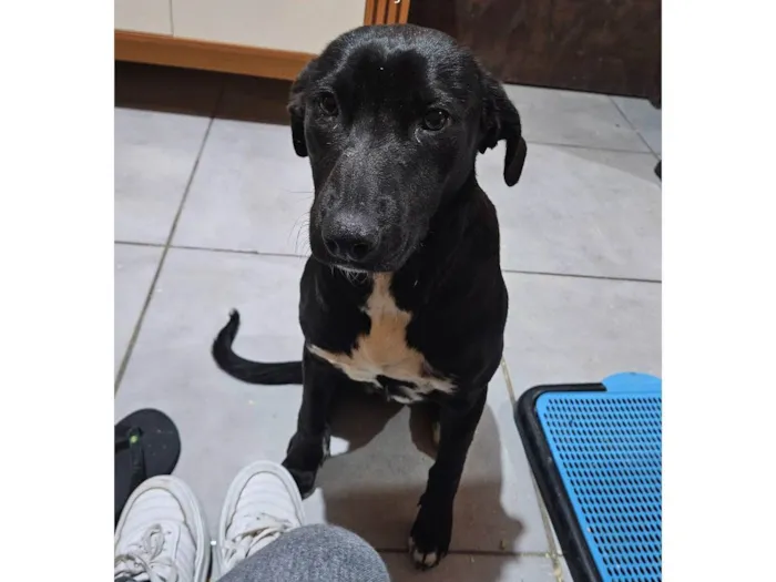Cachorro ra a SRD-ViraLata idade 1 ano nome Pretinha