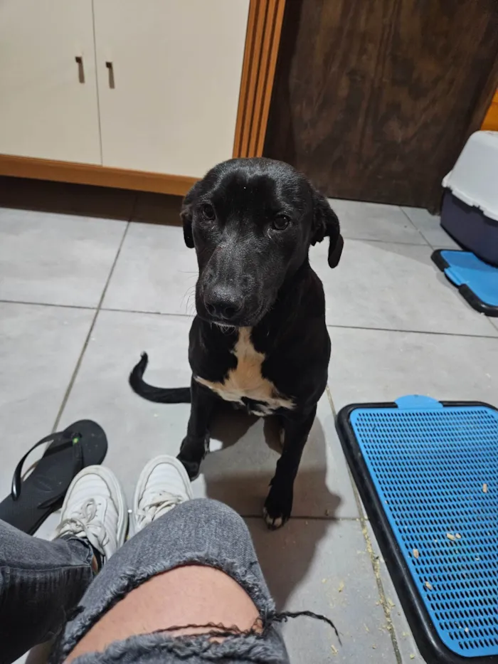 Cachorro ra a SRD-ViraLata idade 1 ano nome Pretinha