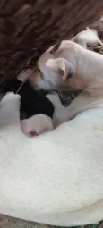 3 cachorrinhos filhotes recem nascidos