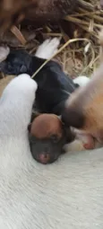 3 cachorrinhos filhotes recem nascidos