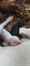 3 cachorrinhos filhotes recem nascidos