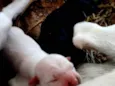3 cachorrinhos filhotes recem nascidos