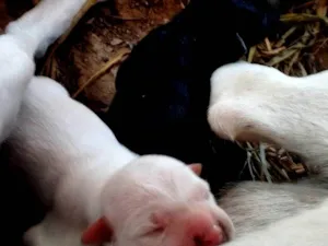 Cachorro raça SRD-ViraLata idade Abaixo de 2 meses nome 3 cachorrinhos filhotes recem nascidos