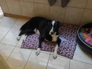 Cachorro raça SRD-ViraLata idade 6 ou mais anos nome Thor