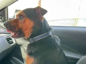 Cachorro raça SRD-ViraLata idade 5 anos nome Betoven