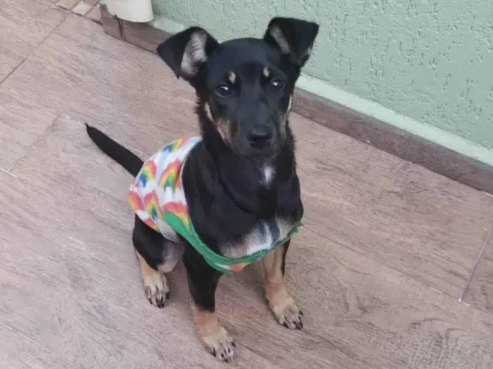 Cachorro ra a SRD-ViraLata idade 2 a 6 meses nome Nana