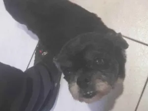 Cachorro raça Shitzu idade 6 ou mais anos nome Chewbacca 